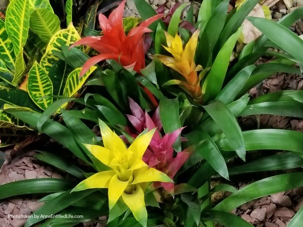 How to Grow and Care for Bromeliads. Bromeliad plant care and growth; how to grow and care for Bromeliads! Learn how to take care of your bromeliad plant and how to maintain a long lasting collection of bromeliad plants with fairly low maintenance using the tips in this post.