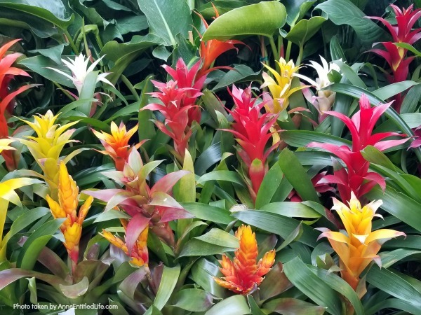 How to Grow and Care for Bromeliads. Bromeliad plant care and growth; how to grow and care for Bromeliads! Learn how to take care of your bromeliad plant and how to maintain a long lasting collection of bromeliad plants with fairly low maintenance using the tips in this post.