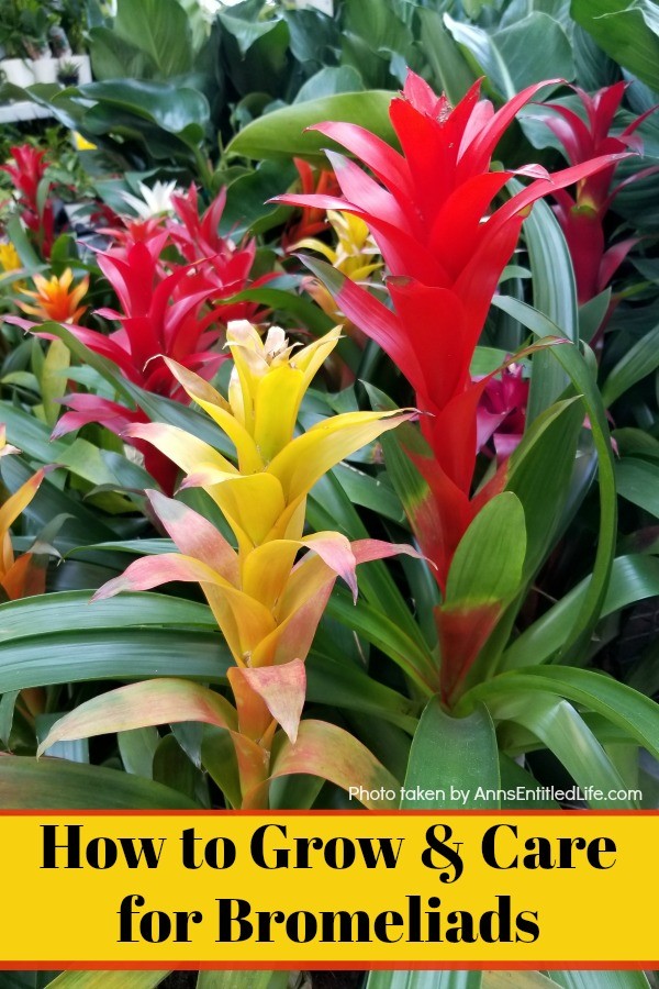 How to Grow and Care for Bromeliads. If you want a beautiful addition to your plant collection, then adding bromeliads to your garden is a must. These plants are colorful and give an attractive and tropical feel to your outdoor garden. They add an exotic look to any room indoors when grown inside your home. These plants bring gorgeous colors and an interesting texture indoors or outside; a true gardening winner!