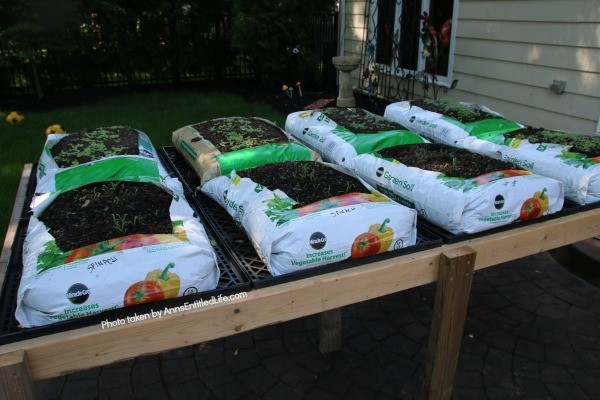 Grow Your Veggies in a Bag This Summer