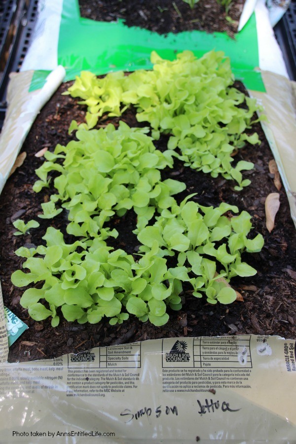 How to Grow Vegetables in Garden Soil Bags. Learn how to grow vegetables in soil bags eliminating the need for garden planters or in-ground planting. Grow your vegetables from seed, and have fresh vegetables all summer long with very little gardening work!