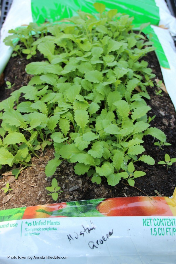 How to Grow Vegetables in Garden Soil Bags. Learn how to grow vegetables in soil bags eliminating the need for garden planters or in-ground planting. Grow your vegetables from seed, and have fresh vegetables all summer long with very little gardening work!