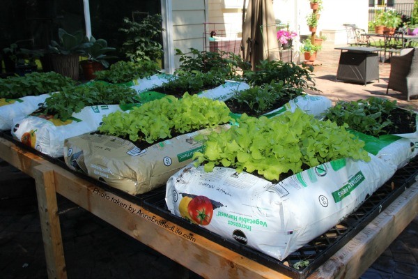 How to Grow Vegetables in Garden Soil Bags. Learn how to grow vegetables in soil bags eliminating the need for garden planters or in-ground planting. Grow your vegetables from seed, and have fresh vegetables all summer long with very little gardening work!