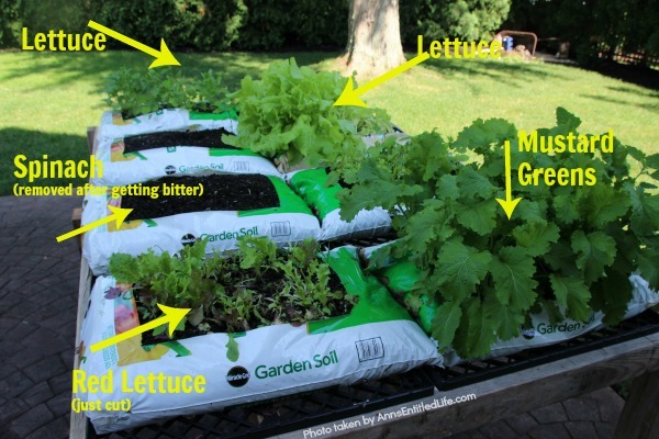 How to Grow Vegetables in Garden Soil Bags. Learn how to grow vegetables in soil bags eliminating the need for garden planters or in-ground planting. Grow your vegetables from seed, and have fresh vegetables all summer long with very little gardening work!