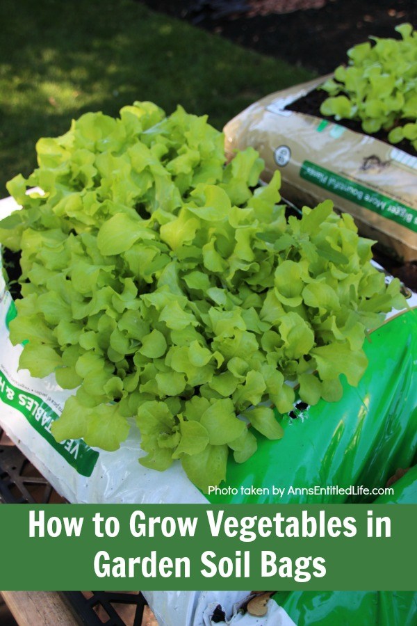 A bag of garden soil laying on its side on a tray with lettuce growing from it