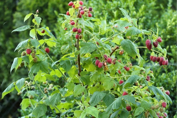 10 Tips for Growing Raspberries. Growing your own raspberries is easy, and by following a few simple tips and tricks you can enjoy a raspberry bush that comes back and performs year after year. Look below at 10 tips for growing raspberries, and see how easy it can be to enjoy these berries yourself!