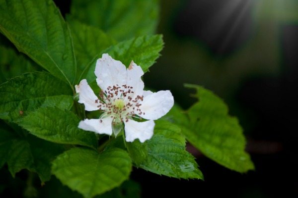 10 Tips for Growing Raspberries. Growing your own raspberries is easy, and by following a few simple tips and tricks you can enjoy a raspberry bush that comes back and performs year after year. Look below at 10 tips for growing raspberries, and see how easy it can be to enjoy these berries yourself!