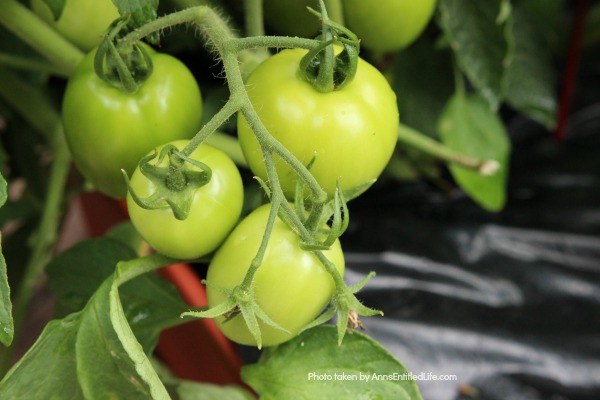 7 Things to Add to Your Tomato Planting Hole. Tomatoes are the pride of your vegetable garden. To ensure healthy plants that will generate a great tomato harvest at the end of the growing season, use these tips of 7 things to add to your tomato planting hole and give your tomatoes a great start on a spectacular growing season and bountiful harvest!