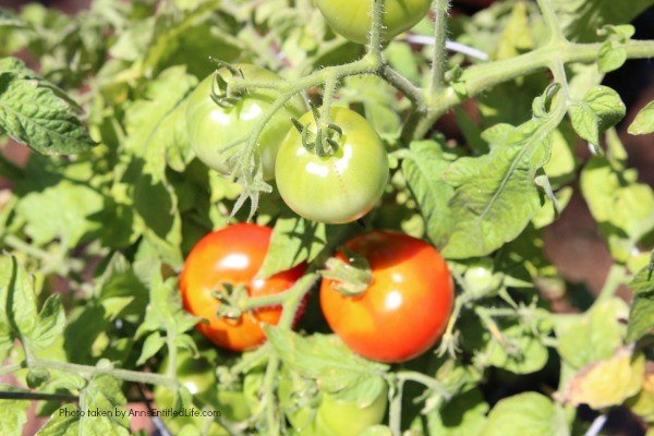 7 Things to Add to Your Tomato Planting Hole. Tomatoes are the pride of your vegetable garden. To ensure healthy plants that will generate a great tomato harvest at the end of the growing season, use these tips of 7 things to add to your tomato planting hole and give your tomatoes a great start on a spectacular growing season and bountiful harvest!