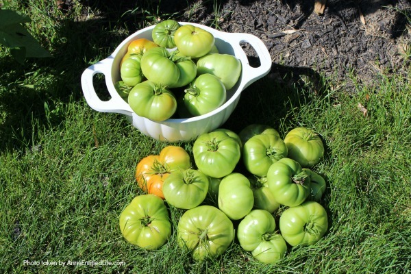 7 Things to Add to Your Tomato Planting Hole. Tomatoes are the pride of your vegetable garden. To ensure healthy plants that will generate a great tomato harvest at the end of the growing season, use these tips of 7 things to add to your tomato planting hole and give your tomatoes a great start on a spectacular growing season and bountiful harvest!