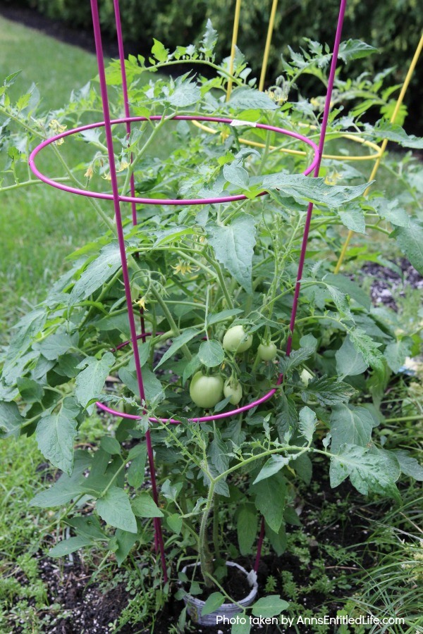 7 Things to Add to Your Tomato Planting Hole. Tomatoes are the pride of your vegetable garden. To ensure healthy plants that will generate a great tomato harvest at the end of the growing season, use these tips of 7 things to add to your tomato planting hole and give your tomatoes a great start on a spectacular growing season and bountiful harvest!