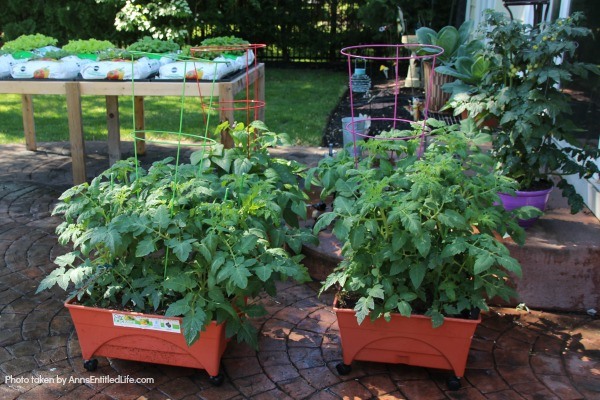 7 Things to Add to Your Tomato Planting Hole. Tomatoes are the pride of your vegetable garden. To ensure healthy plants that will generate a great tomato harvest at the end of the growing season, use these tips of 7 things to add to your tomato planting hole and give your tomatoes a great start on a spectacular growing season and bountiful harvest!