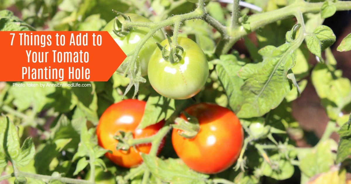 7 Things to Add to Your Tomato Planting Hole