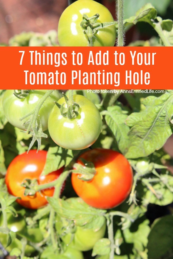 7 Things to Add to Your Tomato Planting Hole. To ensure you grow the best tomatoes when it comes to size and taste, you need to nourish it from the very beginning. Adding these seven things straight into the tomato planting hole helps to give your tomatoes a great head start towards a bountiful harvest.