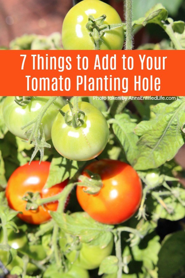 A close up of a cluster of red and green tomatoes growing on a plant