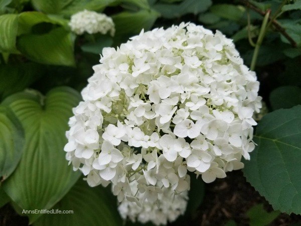 Hydrangea Flowers: 7 Tips for Growing Hydrangeas. To get started with, or to perk up existing hydrangeas in your garden, consider these useful tips for growing hydrangeas. This advice for caring for hydrangeas can help you keep these beauties looking full, colorful, and in bloom all season.