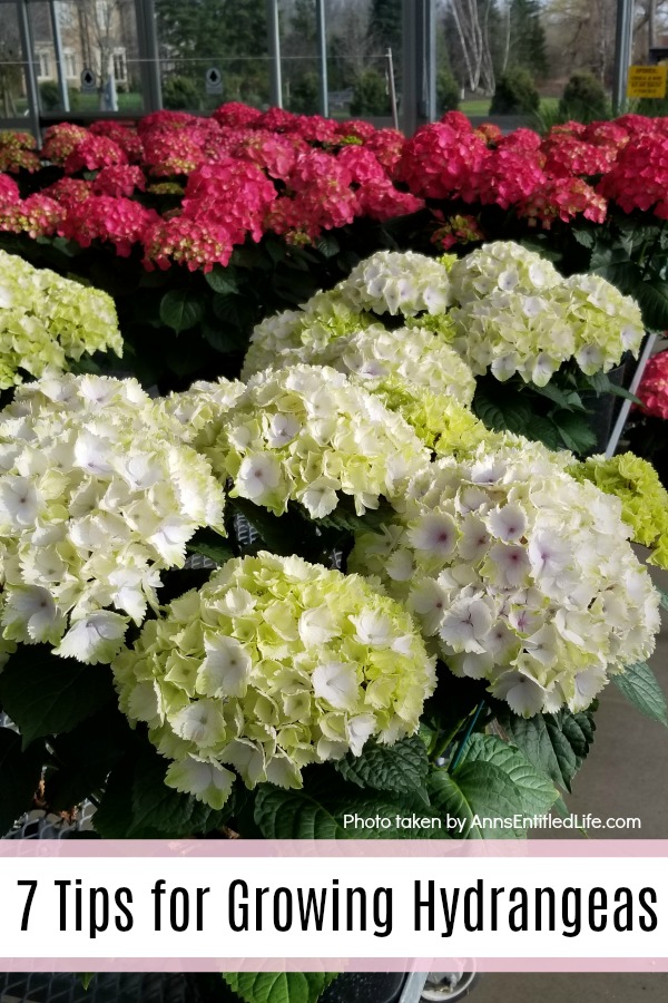 Hydrangea Flowers: 7 Tips for Growing Hydrangeas. To get started with, or to perk up existing hydrangeas in your garden, consider these useful tips for growing hydrangeas. This advice for caring for hydrangeas can help you keep these beauties looking full, colorful, and in bloom all season.