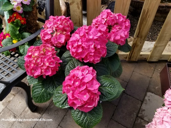 Hydrangea Flowers: 7 Tips for Growing Hydrangeas. To get started with, or to perk up existing hydrangeas in your garden, consider these useful tips for growing hydrangeas. This advice for caring for hydrangeas can help you keep these beauties looking full, colorful, and in bloom all season.