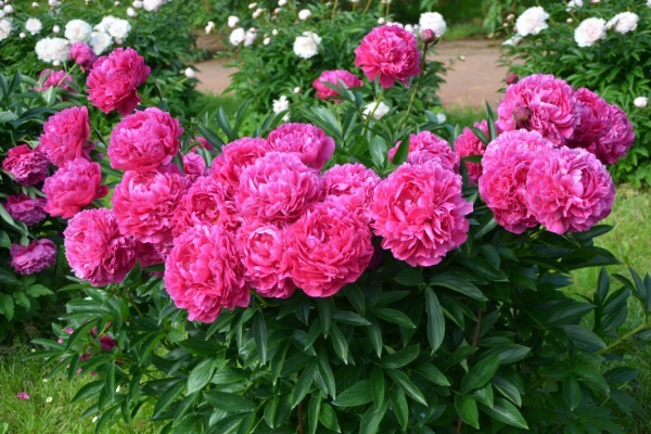 Everything You Need to Know to Grow Peonies. Peonies are a beautiful addition to any garden. They are extravagant bloomers, beautifully fragrant, and they also provide glossy and lush foliage. You can also see peonies in many garden shops and they make perfect decorations at home. Because of their beauty and longevity, these flowers symbolize a happy marriage and good fortune.