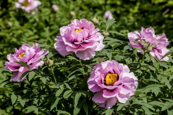 Everything You Need to Know to Grow Peonies. Peonies are a beautiful addition to any garden. They are extravagant bloomers, beautifully fragrant, and they also provide glossy and lush foliage. You can also see peonies in many garden shops and they make perfect decorations at home. Because of their beauty and longevity, these flowers symbolize a happy marriage and good fortune.