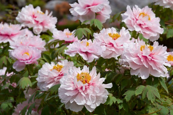 Everything You Need to Know to Grow Peonies. Peonies are a beautiful addition to any garden. They are extravagant bloomers, beautifully fragrant, and they also provide glossy and lush foliage. You can also see peonies in many garden shops and they make perfect decorations at home. Because of their beauty and longevity, these flowers symbolize a happy marriage and good fortune.