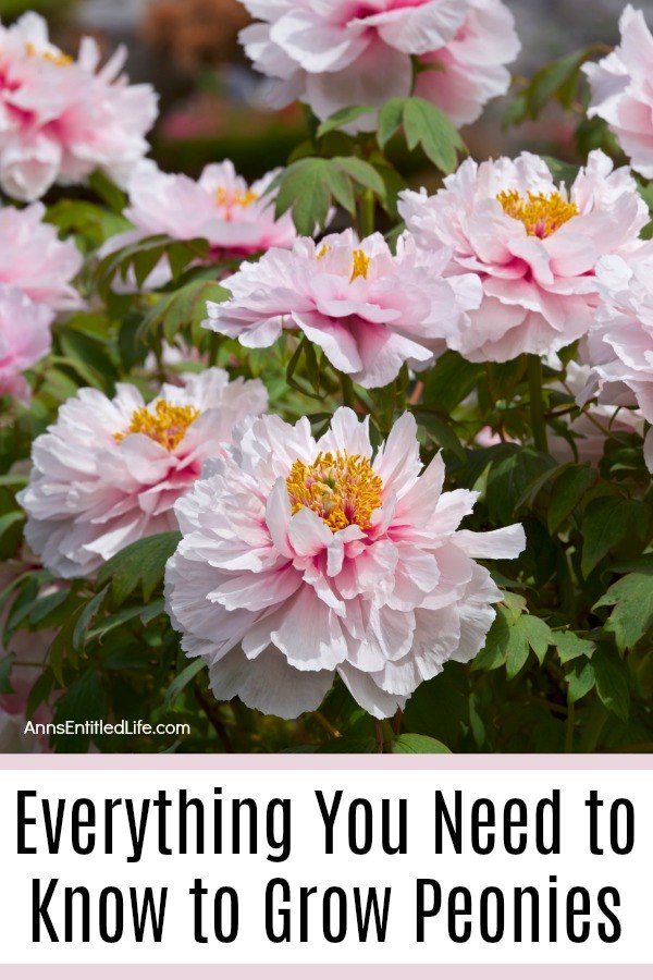 Closeup of a bunch of pink peonies growing outside