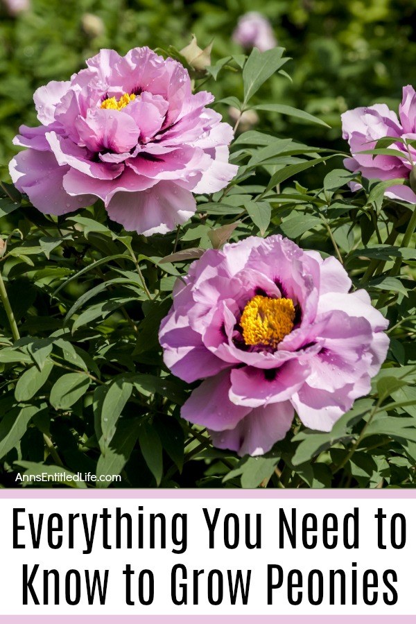 Closeup of two purple peonies growing outdoors