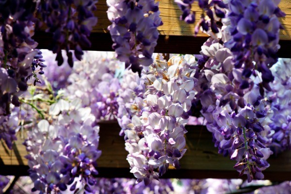 How to Grow and Care for Wisteria. Anyone who sees wisteria in a garden will quickly appreciate its beauty. The cluster of purple, pink, blue, and/or white blooms are not only attractive to look at, they also give off a sweet fragrance that perfumes the entire garden. Growing wisteria is a fairly easy task, but does require some maintenance so it does not take over your entire yard. Here's some information on how to grow and properly care for your wisteria!
