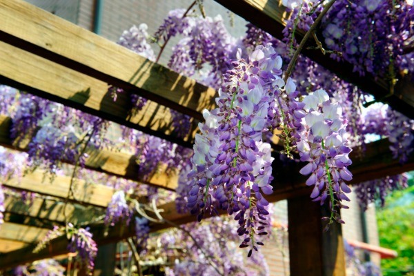 How to Grow and Care for Wisteria. Anyone who sees wisteria in a garden will quickly appreciate its beauty. The cluster of purple, pink, blue, and/or white blooms are not only attractive to look at, they also give off a sweet fragrance that perfumes the entire garden. Growing wisteria is a fairly easy task, but does require some maintenance so it does not take over your entire yard. Here's some information on how to grow and properly care for your wisteria!