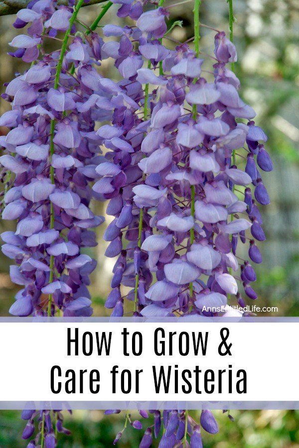 Purple wisteria on vine