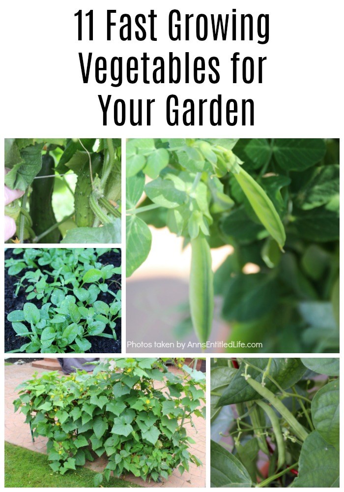 11 Fast Growing Vegetables for Your Garden. There are a lot of vegetables that take a much shorter time than you would think to grow from planting until they are ready to harvest. These quick growing vegetables can be stagnated throughout your growing season, or planted all at once for a bountiful harvest!