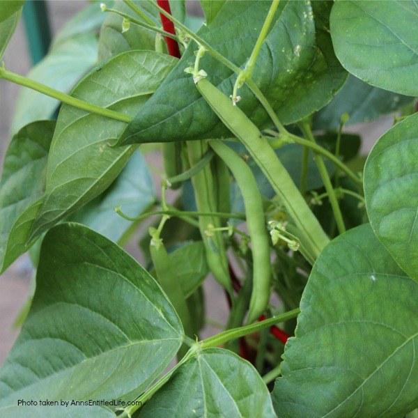 11 Fast Growing Vegetables for Your Garden. There are a lot of vegetables that take a much shorter time than you would think to grow from planting until they are ready to harvest. These quick growing vegetables can be stagnated throughout your growing season, or planted all at once for a bountiful harvest!