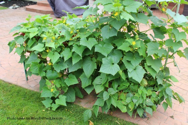 11 Fast Growing Vegetables for Your Garden. There are a lot of vegetables that take a much shorter time than you would think to grow from planting until they are ready to harvest. These quick growing vegetables can be stagnated throughout your growing season, or planted all at once for a bountiful harvest!