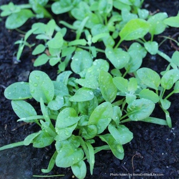 11 Fast Growing Vegetables for Your Garden. There are a lot of vegetables that take a much shorter time than you would think to grow from planting until they are ready to harvest. These quick growing vegetables can be stagnated throughout your growing season, or planted all at once for a bountiful harvest!