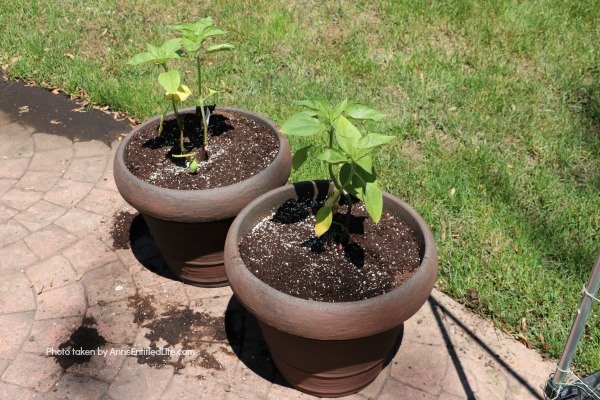 Potting Soil Mixtures for Container Gardening. This year I am once again container gardening. I have listed all the best soil mixtures  for potted plants, best potting soil mixtures for herbs, and best soil mixtures for my vegetables. I am also sharing the planting techinques I used to plant my vegetables, herbs, and flowers in containers! Gardening potting soil 101 mixes.