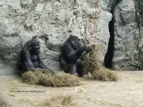 Buffalo Zoo Gorillas