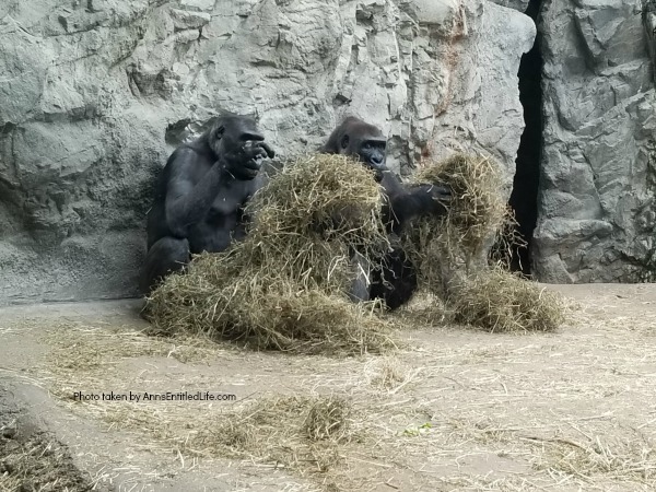 Buffalo Zoo Gorillas