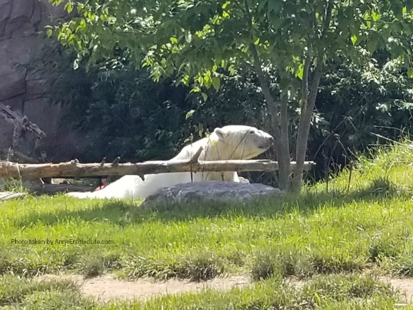 Buffalo Zoo Gorillas