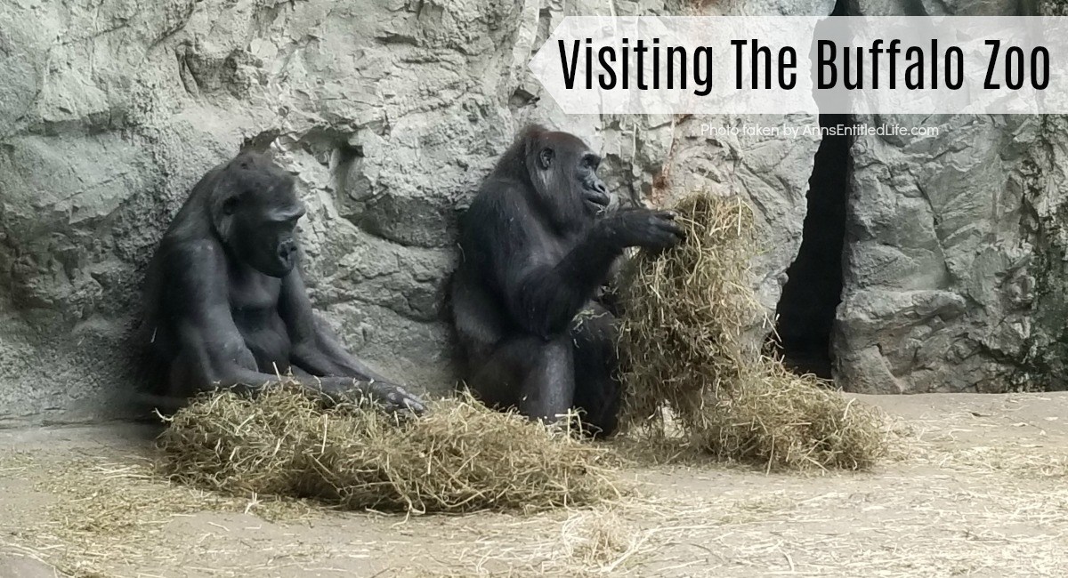 Visiting The Buffalo Zoo