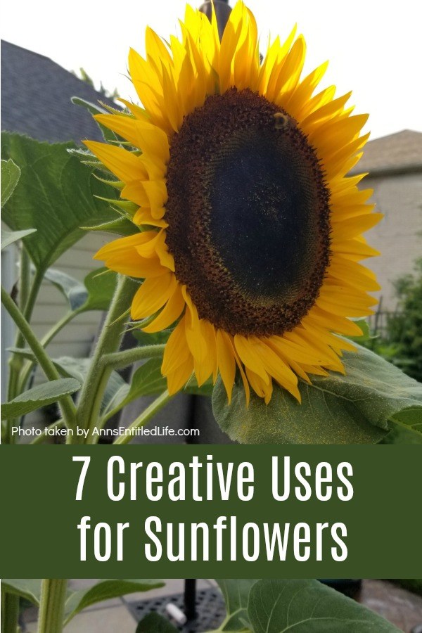 large sunflower boom, backyard in the background