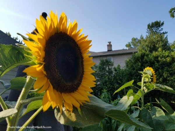 Sunflowers: 7 Creative Uses for Sunflowers. If you have an abundance of sunflowers or just seem to enjoy them, you should know there are all sorts of ways you can use them around the home. Consider these 7 creative uses for sunflowers, and see how fun these blooms can really be!