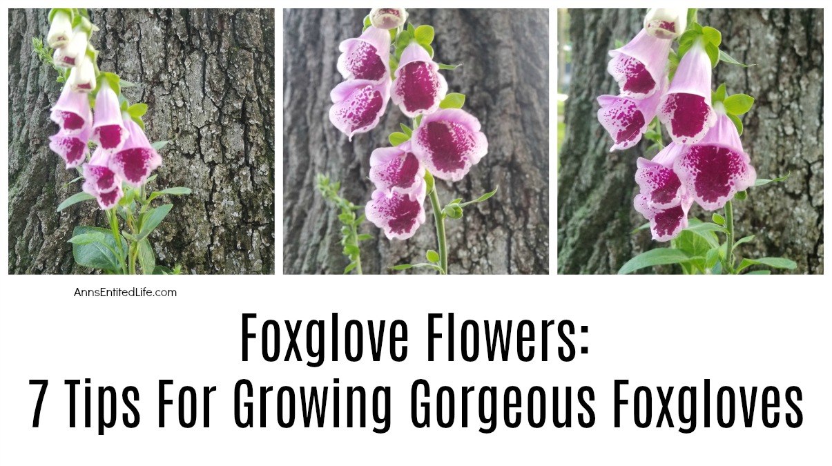 Foxglove Flowers 7 Tips For Growing Foxgloves Ann's