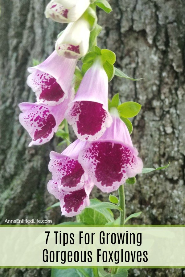 foxgloves growing at the base of a tree