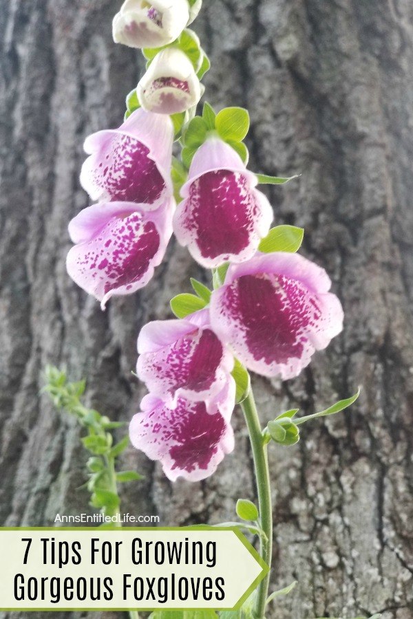 foxgloves growing at the base of a tree
