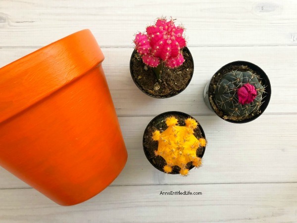 How to Plant a Cactus Container Garden. Planting cactus is easier than you think, and are excellent, low-maintenance plants for indoors. Follow these step-by-step directions to learn how to plant a colorful and bright cactus container garden.