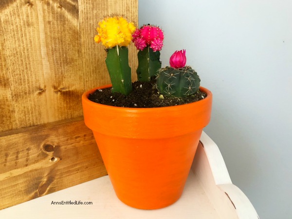 How to Plant a Cactus Container Garden. Planting cactus is easier than you think, and are excellent, low-maintenance plants for indoors. Follow these step-by-step directions to learn how to plant a colorful and bright cactus container garden.