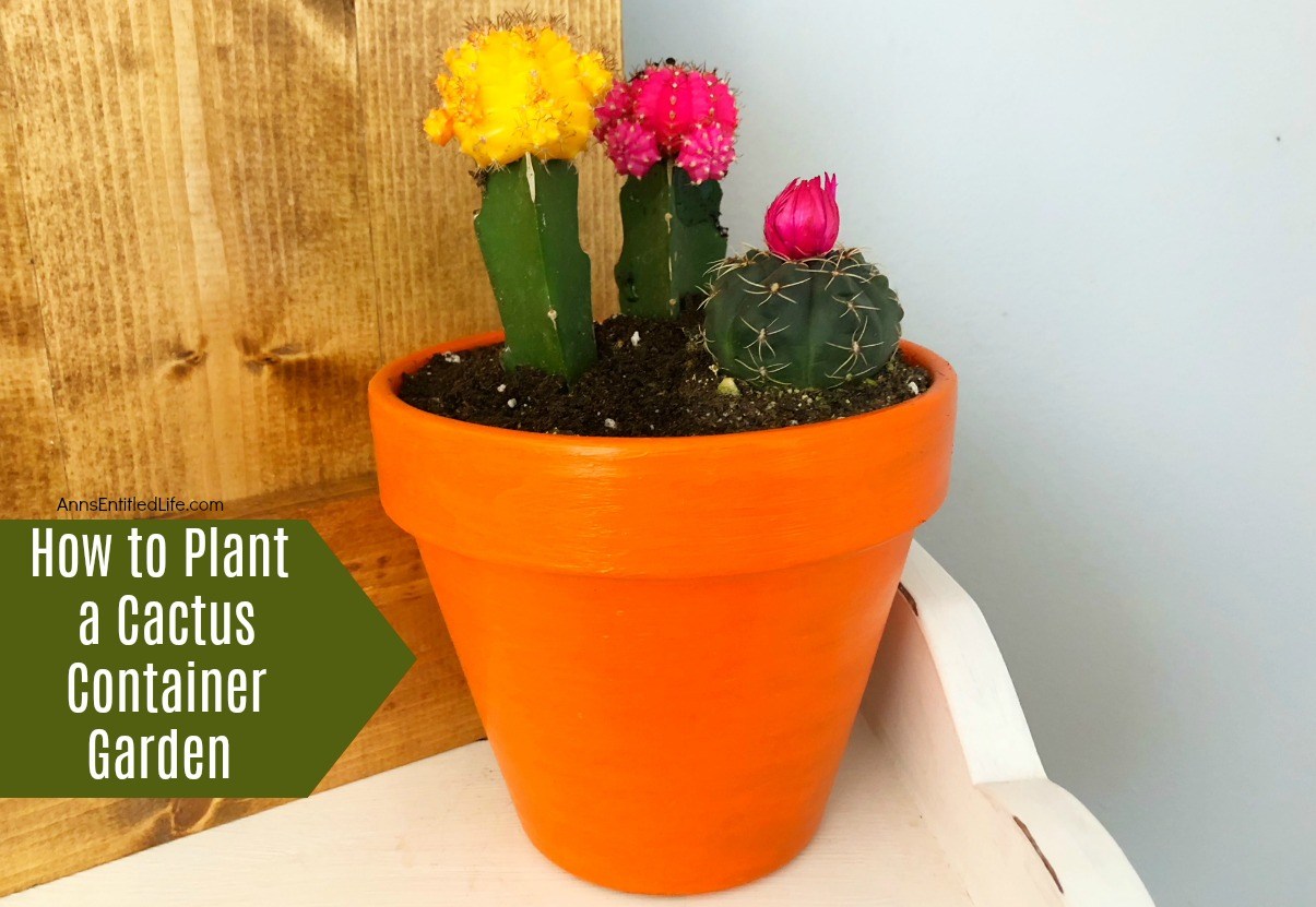 How to Plant a Cactus Container Garden