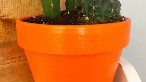 How to Plant a Cactus Container Garden