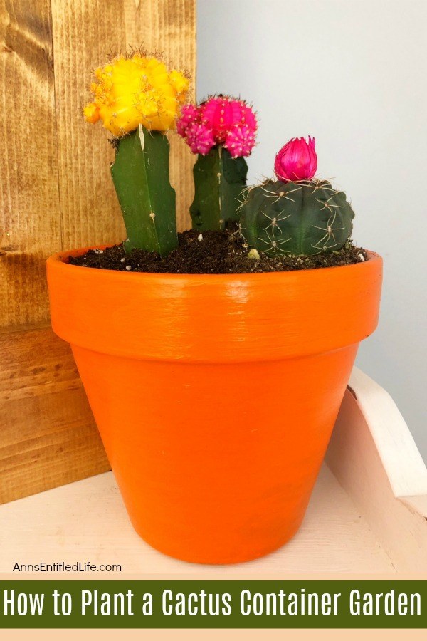 brightly flowering yellow and pink cactus plants in an orange pot, sitting on a shelf