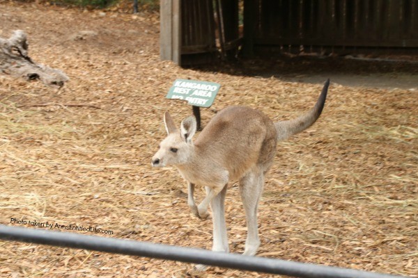 When Not to Go to Australia, by AnnsEntitledLife.com Kangaroo